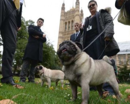 Домашни кучета излизат на протест в Лондон