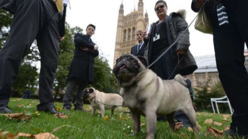 Домашни кучета излизат на протест в Лондон