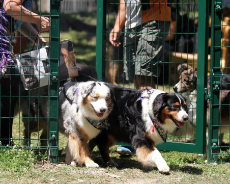Кучетата на пловдивичани с нов игрален кът: Откриват площадка в парк в Тракия