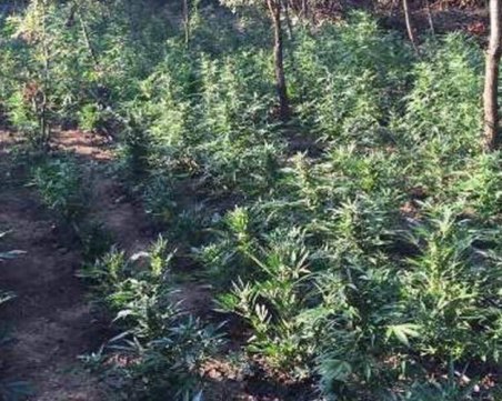 Спипаха селски кмет и общински съветник от ДПС да жънат канабис