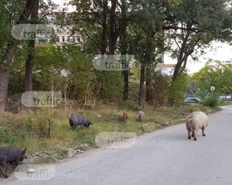 Майка и прасенцата й нападнаха Окръжна болница, пловдивчани се снимат с тях СНИМКИ