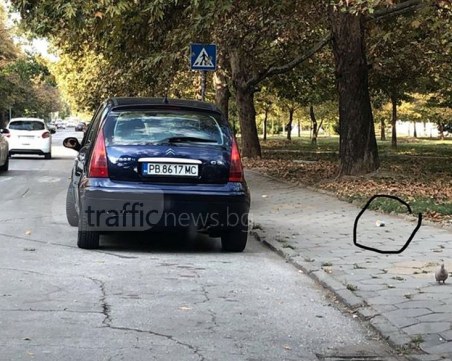 Пловдивчанин си метна чашката от кафе през прозореца на колата... за ужас на гълъб СНИМКИ