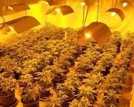 Сушилня за канабис бе разкрита в село край Пловдив