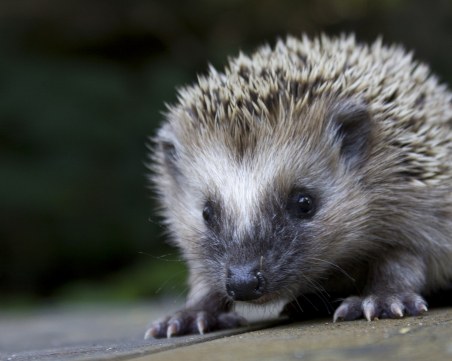Четирима младежи отиват на съд, искали да изядат пет таралежа