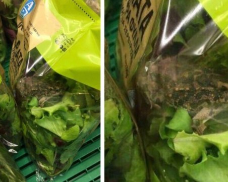 Намериха жива жаба в опакована салата в Гърция