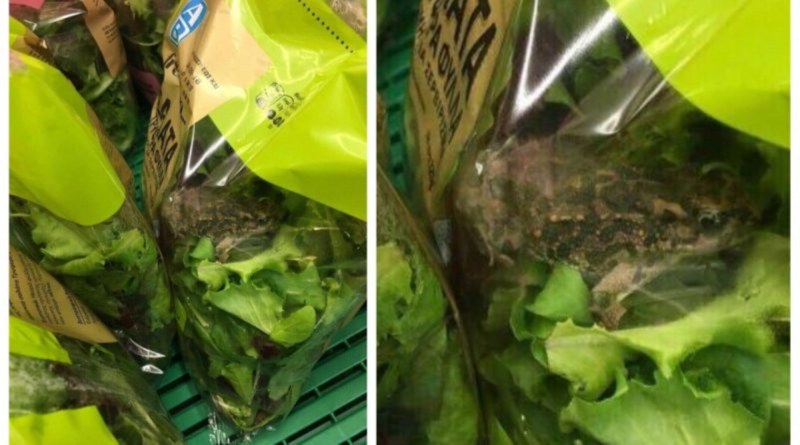 Намериха жива жаба в опакована салата в Гърция