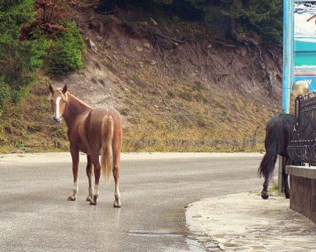 Конекрадец беше пипнат от полицията в Стрелча