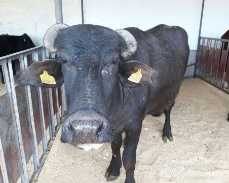 Над сто овце, биволи и говеда показват на изложението в Раковски СНИМКИ