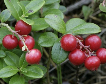 Три билки, които помагат при цистит