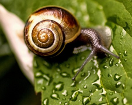 Учени откриха охлюв на 99 милиона години СНИМКА