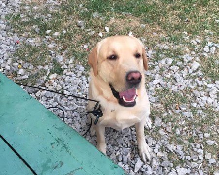 Лабрадор се лута сам в Смирненски! Търси стопаните си СНИМКИ