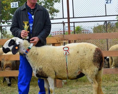 Показват маришки овце на изложба в Аграрния