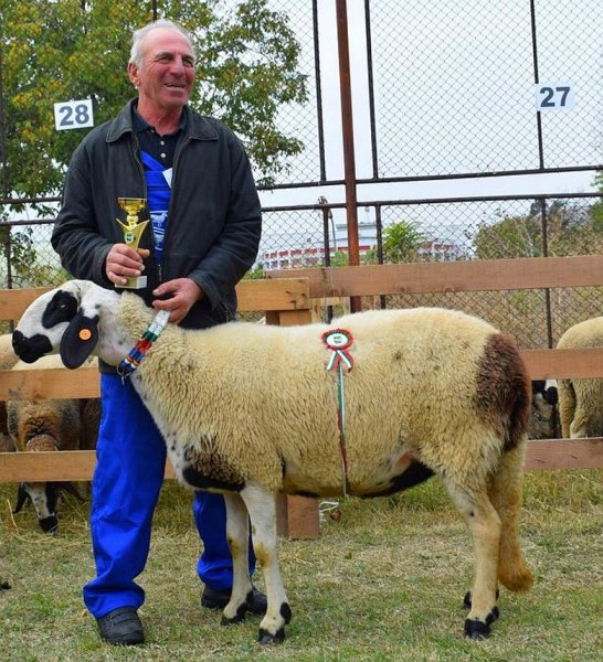 Показват маришки овце на изложба в Аграрния