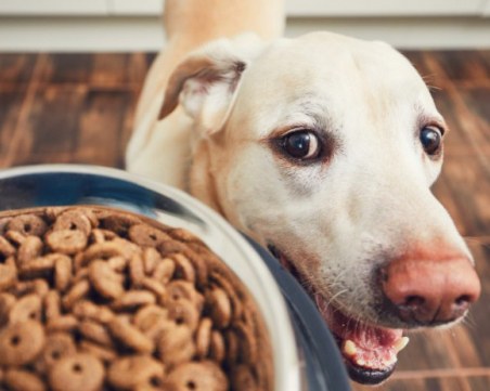 30 лева глоба на стопаните на домашни кучета в Пловдив, които не са заплатили такса