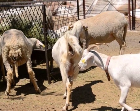 Апаши разбиха обора на 81-годишен мъж! Отмъкнаха всичките му животни