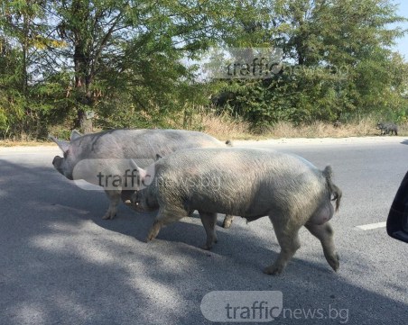 Движението на Пазарджишко шосе е затруднено! Прасета изскачат на платното СНИМКИ