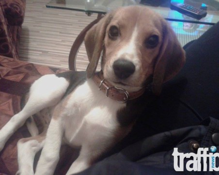 Наказаха изверга, пребил почти до смърт малко кученце край Пловдив СНИМКИ и ВИДЕО