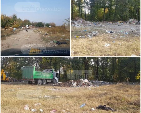 Прасета се разхождат из Пловдив, сметище сее зарази СНИМКИ