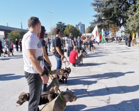 Парад на йоркширски териери! Елитни екземпляри дефилират в Пловдив