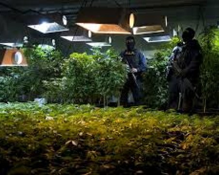 Спецакция! Разбиха две високотехнологични наркооранжерии ВИДЕО