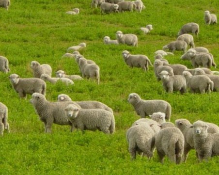 Ново 20: Всеки овчар с дневник по време на паша