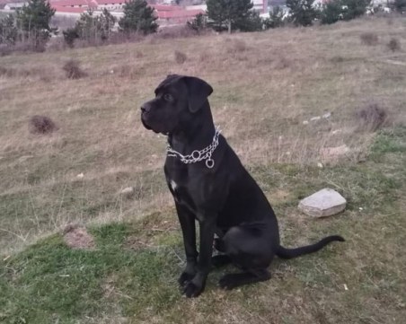 Трон се изгуби край Асеновград! Помогнете да го намерим СНИМКИ