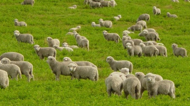 Ново 20: Всеки овчар с дневник по време на паша
