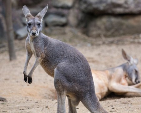 Кенгуру избяга от зоопарка в Сандански
