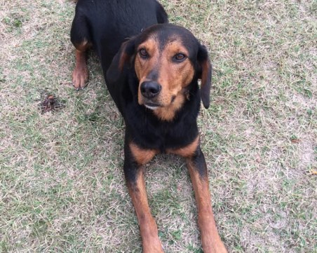 Куче се лута в Смирненски! Познавате ли го? СНИМКИ