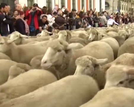 Над 1500 овце задръстиха Мадрид ВИДЕО