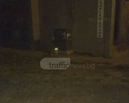 Неочакван посетител – лисица, обикаля между блоковете в Пловдив СНИМКИ