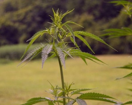 Софиянец си спретна ферма за канабис в Пазарджишко