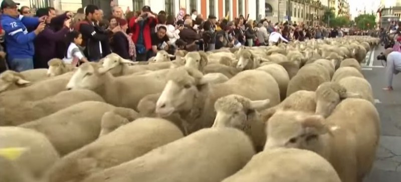 Над 1500 овце задръстиха Мадрид ВИДЕО