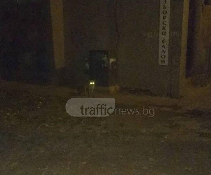 Неочакван посетител – лисица, обикаля между блоковете в Пловдив СНИМКИ