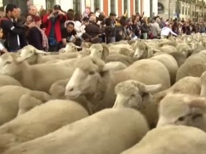 Над 1500 овце задръстиха Мадрид ВИДЕО