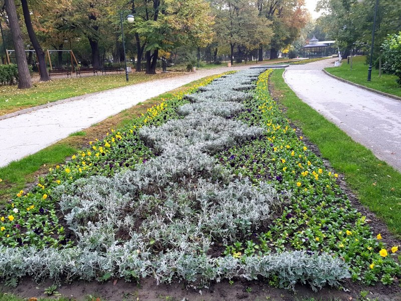 Пловдив ще бъде по-красив! Засаждат 1 000 000 есенни цветя в градините и парковете СНИМКИ