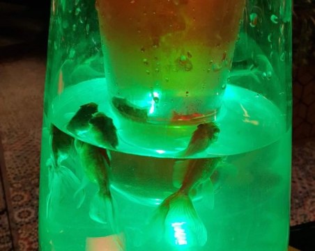 Абсурдно: Риби плуват в наргиле в нощен клуб СНИМКИ