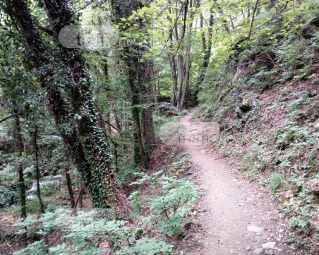 Издирват безследно изчезнал мъж в горите на Родопите