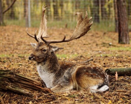 Кола блъсна елен до Пловдив! Горски служители го спасиха