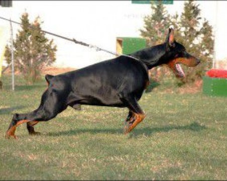 Доберман нахапа дете пред училище