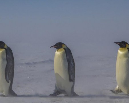 Проституция, изневери и отвличания - пингвините не са сладките романтици, за които ги мислите
