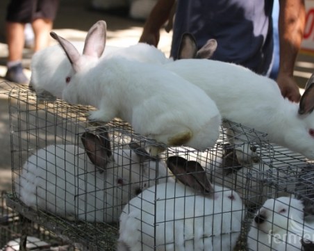 Акция на Руския пазар заради незаконна търговия на животни