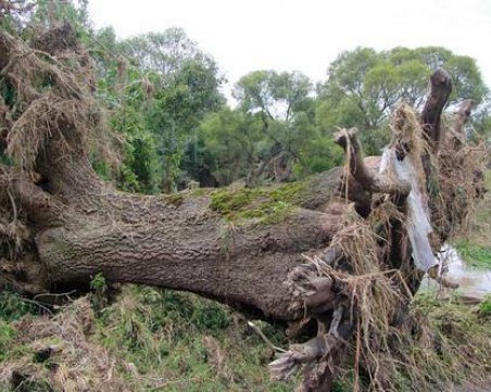 Млад мъж е в кома в пловдивска болница, след като дърво се стовари на главата му