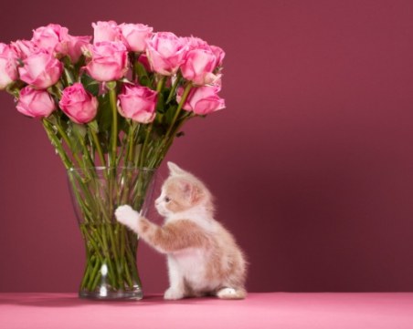 Как да запазим откъснатите цветя свежи за по-дълго?