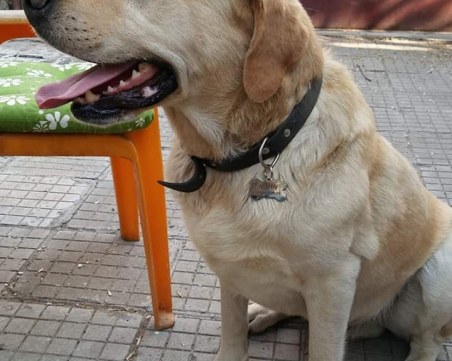 Красив лабрадор изчезна край Централна гара СНИМКА