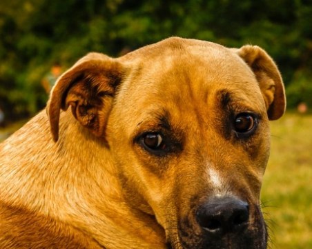 Куче се прави на бездомно, за да получава храна! Стопанката му го пипна ВИДЕО