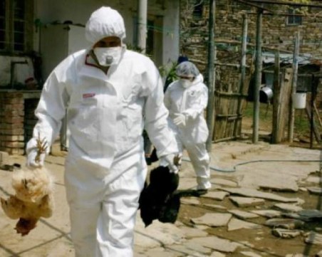 БАБХ с кризисни мерки срещу огнищата на птичи грип край Пловдив и Димитровград