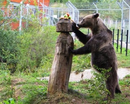 Оперираха най-старата мечка от парка край Белица