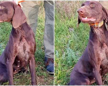 Мъж издирва кучето си в Пловдивско! Предлага и парична награда СНИМКИ