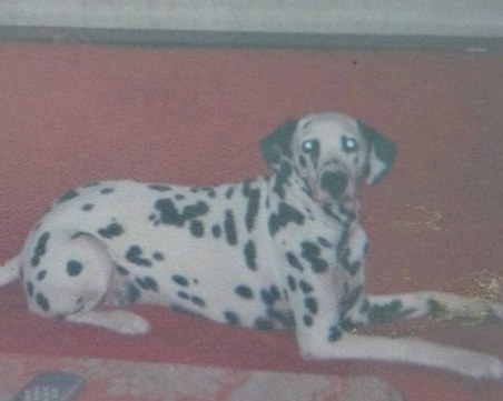 Някой виждал ли е този далматинец? Изгубен е край Пловдив * СНИМКА